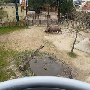 Indian rhinoceros [2014]