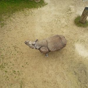 Indian rhinoceros [2014]