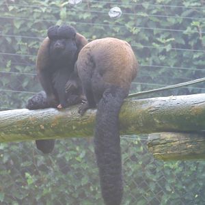 Red-backed bearded sakis in the mist [2017]