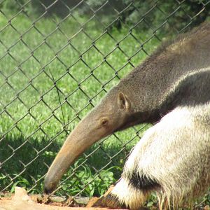 Giant Anteater