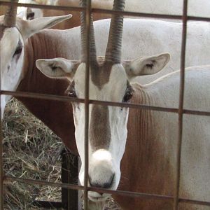 Scimitar Horned Oryx