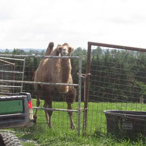 Bactrian Camel