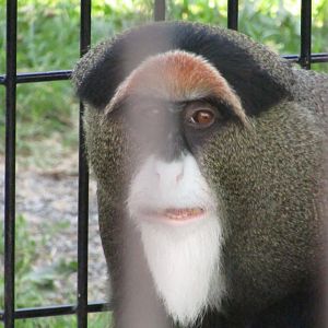 DeBrazza's Monkey