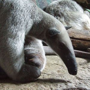 Southern Tamandua