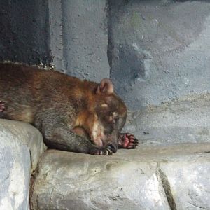 South American Coati
