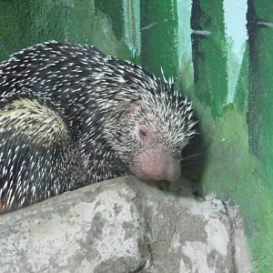 Prehensile Tailed Porcupine