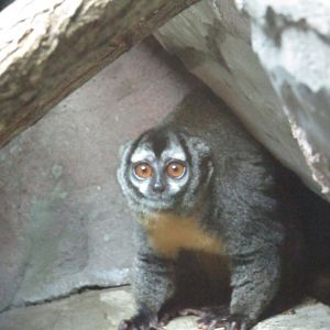 Azara's Owl Monkey