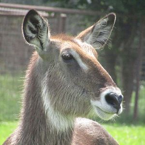 Waterbuck
