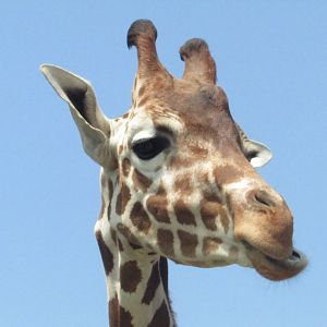 Reticulated Giraffe