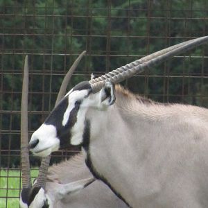 Gemsbok