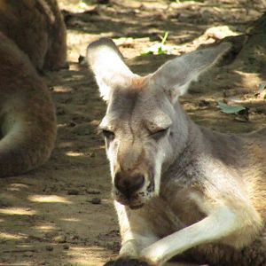 Red Kangaroo