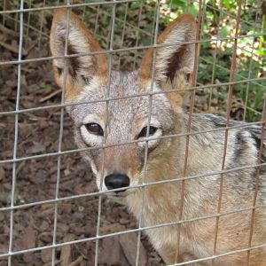 Black Backed Jackal