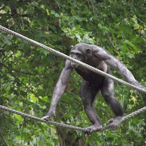 Chimpanzee - Zooparc de Beauval - 07/2020