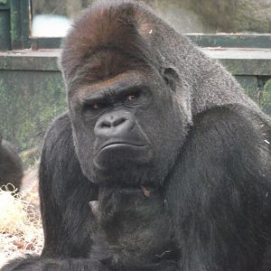 ASATO, the famous Western Lowland Gorilla - Zooparc de Beauval - 01/2020