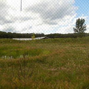 6/22/2021 - Sandhill Crane Habitat