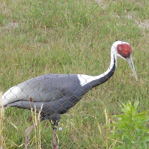 6/22/2021 - White-naped Crane
