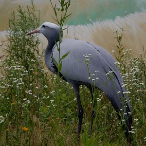 6/22/2021 - Blue Crane