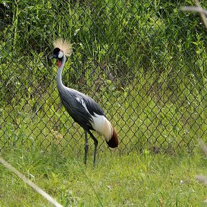 6/22/2021 - Grey Crowned Crane
