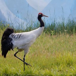 6/22/2021 - Black-necked Crane