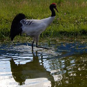 6/22/2021 - Reflection of Elegance