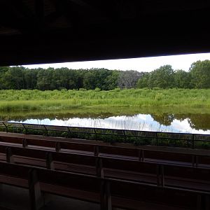 6/22/2021 - Whooping Crane Habitat