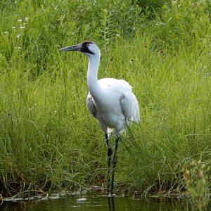 6/22/2021 - Whooping Crane