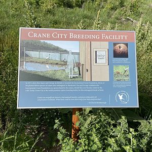 6/22/2021 - Crane City Info