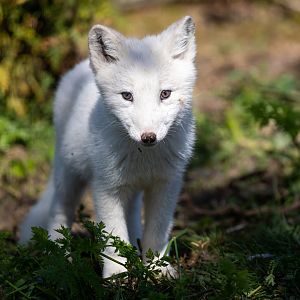 Arctic Fox Pup / Ark Wildlife Park / 16-7-21