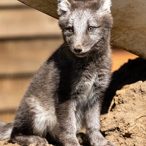 Arctic Fox Pup / Ark Wildlife Park / 16-7-21