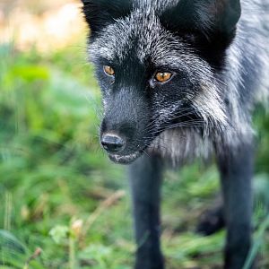 Silver Fox  / Ark Wildlife Park / 16-7-21