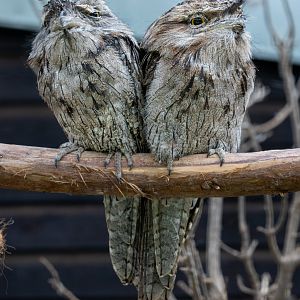 Tawny Frogmouth pair / Hamerton / 15-7-21