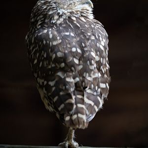Burrowing Owl / Hamerton / 15-7-21
