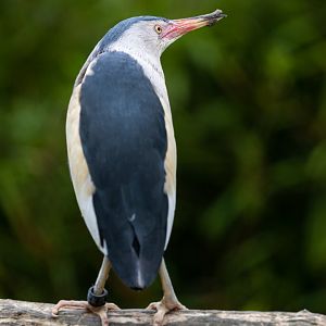 Little Bittern / Hamerton / 15-7-21