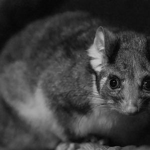 Ringtail Possum / Hamerton / 15-7-21