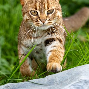 Rusty spotted cat / Hamerton / 15-7-21