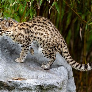 Oncilla / Hamerton / 15-7-21