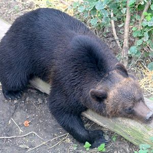 European brown bear; Wild Place; 22nd July 2021