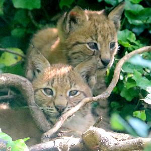 Eurasian lynx kittens; Wild Place; 22nd July 2021
