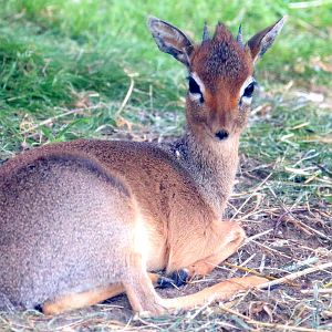 Kirk's dik-dik; Wild Place; 22nd July 2021.