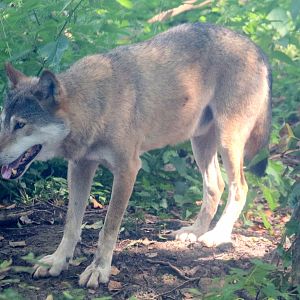 European wolf; Wild Place; 22nd July 2021