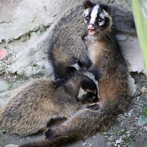 Civet Nursing