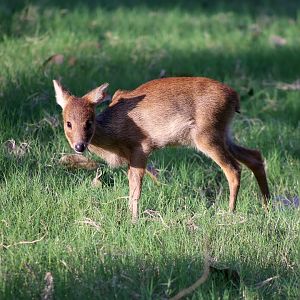 Water Deer Fawn