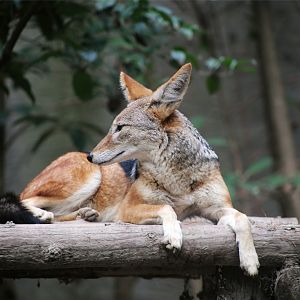 Black-backed Jackal (Canis mesomelas)
