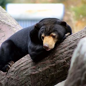 Sun Bear