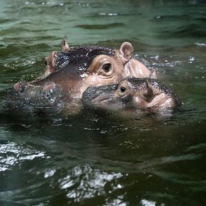 "Little Thing" with Her New Baby