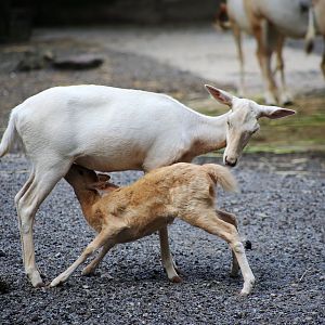 Fallow Deer Nursing