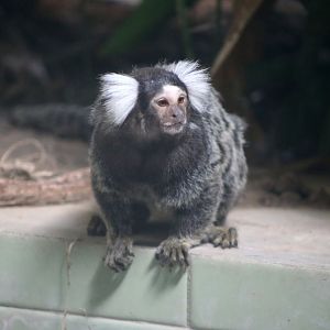 Common Marmoset