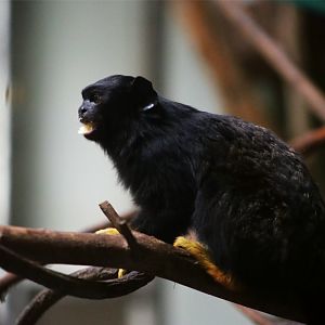Red-handed Tamarin