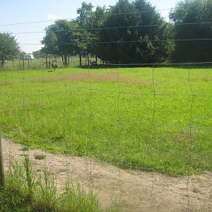 Enghave Dyre- og Naturpark - Emu exhibit