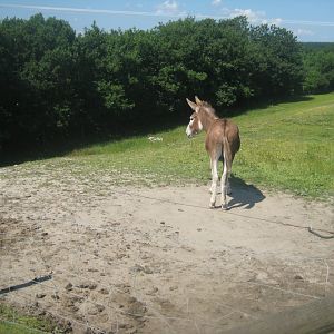 Enghave Dyre- og Naturpark - Donkey exhibit #2